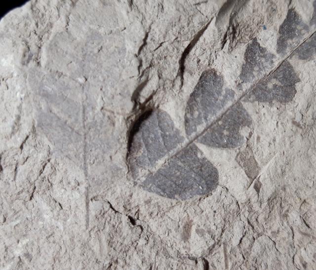 Comptonia acutiloba BRONGNIART 1828 - Bild © FossNet FossilienStore